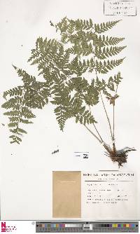 Dryopteris patula image