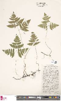 Gymnocarpium disjunctum image