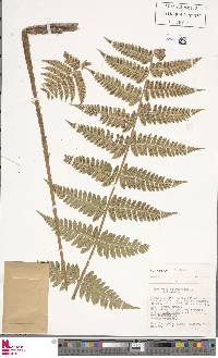 Dryopteris clintoniana image