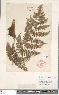 Dryopteris campyloptera image