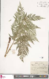 Dryopteris athamantica image