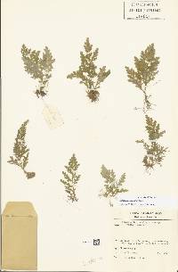 Selaginella flagellata image