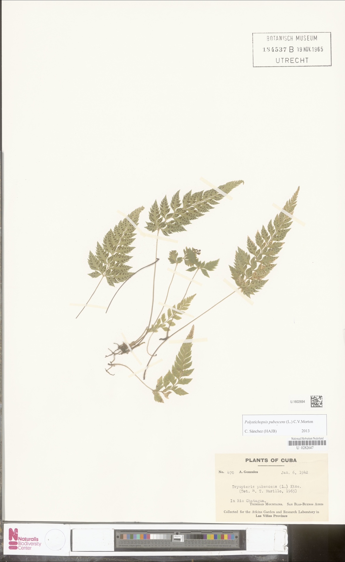 Polystichopsis image