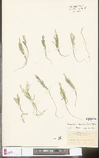 Selaginella uliginosa image