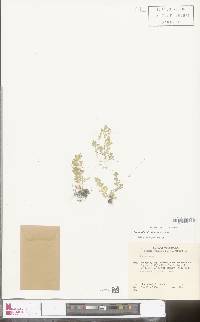 Image of Selaginella calceolata