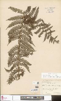 Megalastrum villosum image