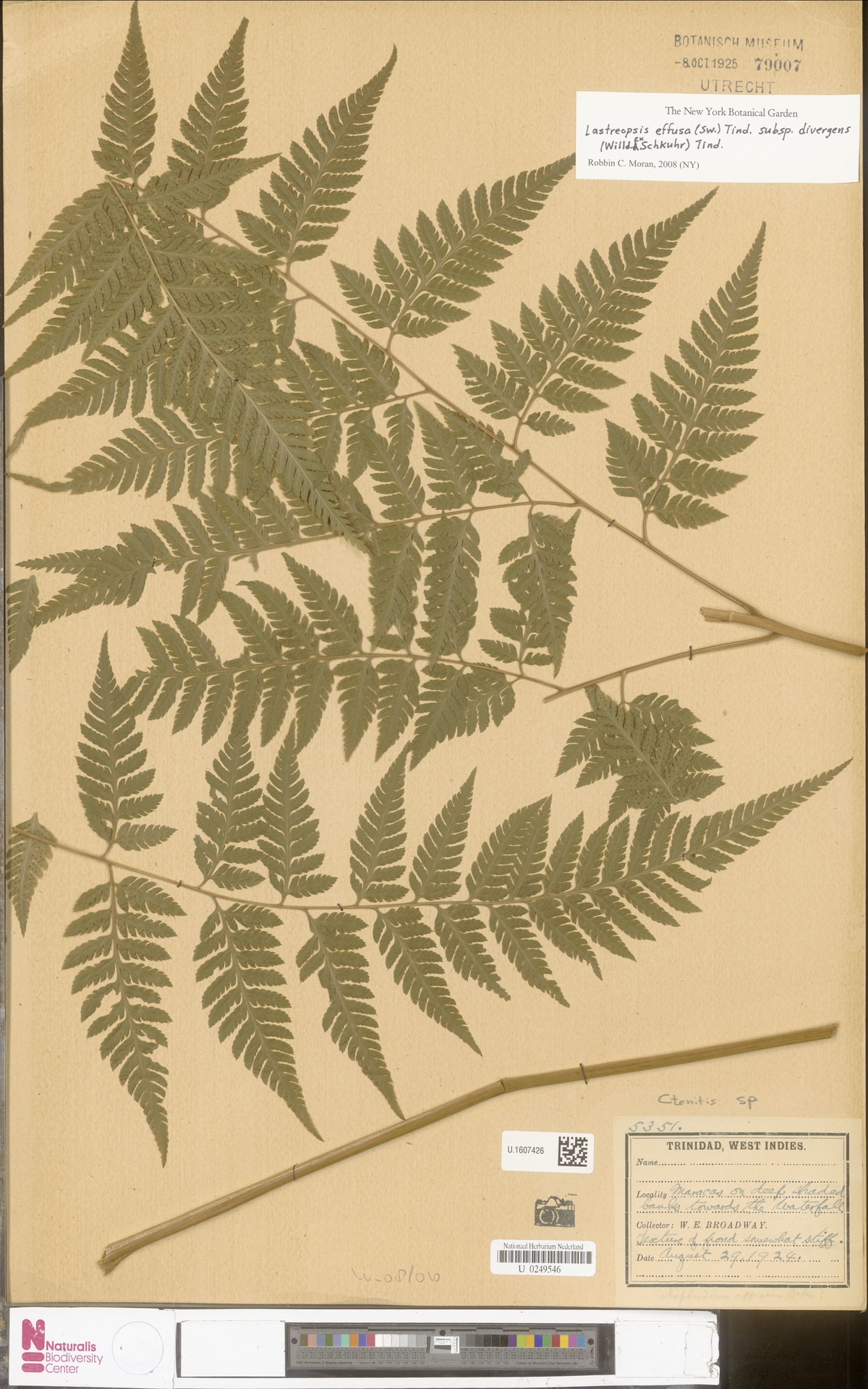 Parapolystichum effusum subsp. divergens image