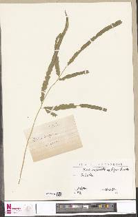Pteris vittata subsp. vittata image