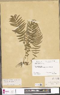 Pteris longifolia image