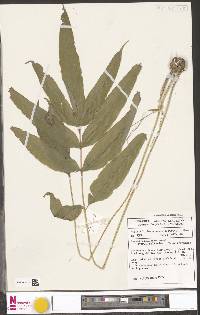 Pteris pellucida image