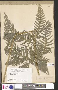 Pteris altissima image