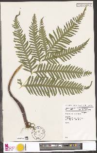 Pteris dentata image