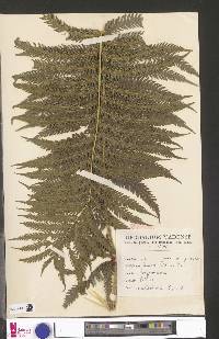 Pteris wallichiana image