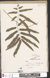 Lygodium smithianum image