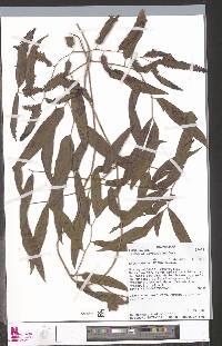 Lygodium lanceolatum image
