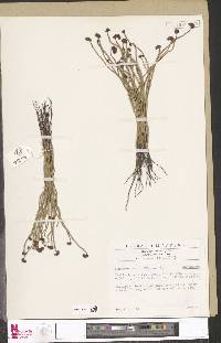 Schizaea pectinata image
