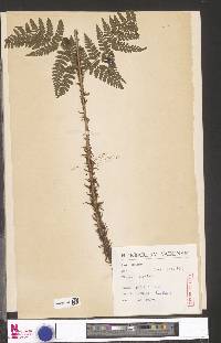 Dryopteris dilatata image