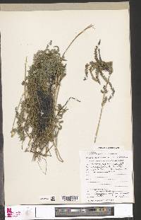 Thelypteris confluens image