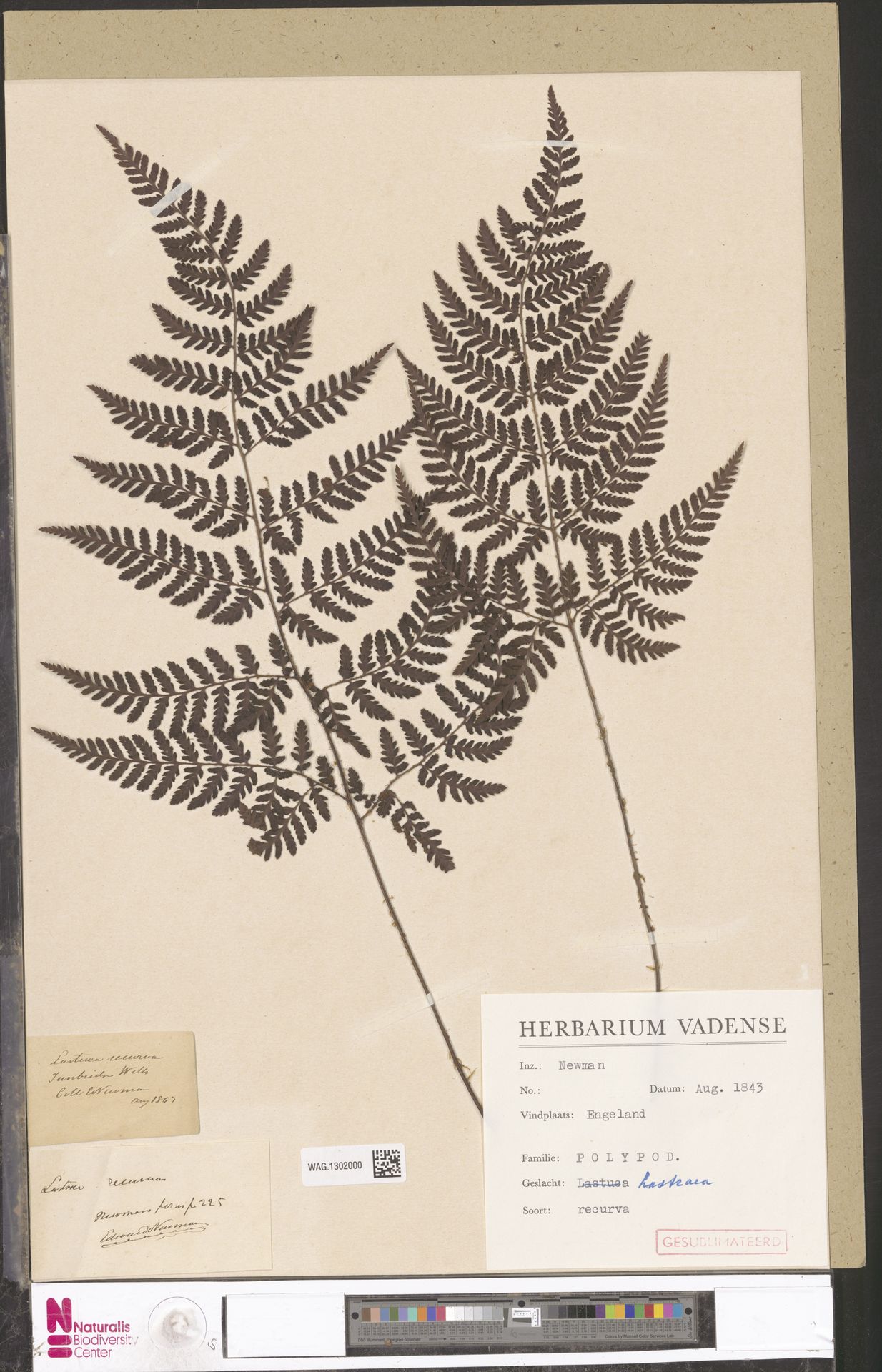 Dryopteris aemula subsp. aemula image