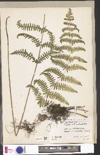 Thelypteris confluens image