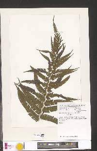 Christella gueintziana image