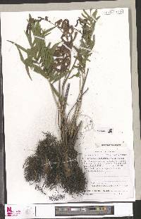 Menisorus pauciflorus image