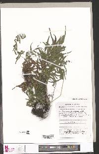 Menisorus pauciflorus image