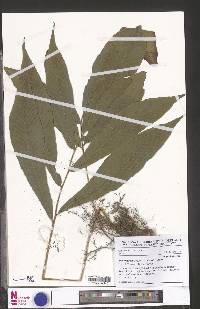 Triplophyllum varians image