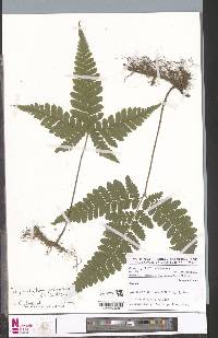 Triplophyllum protensum image