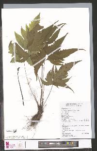 Tectaria fernandensis image