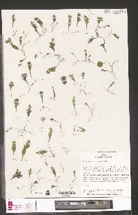 Didymoglossum erosum image