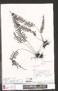 Zygophlebia devoluta image