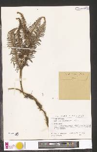 Gleichenia polypodioides image