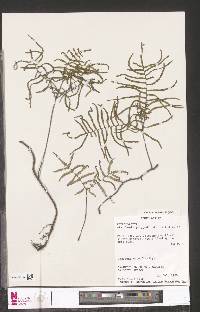 Gleichenia polypodioides image