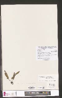 Image of Ceradenia sechellarum