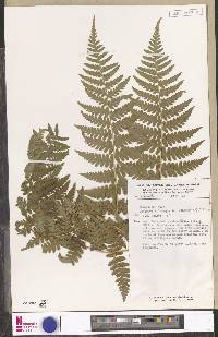 Dryopteris inaequalis image