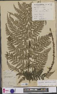 Dryopteris dilatata image