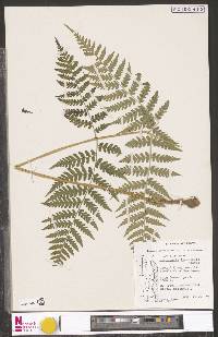 Dryopteris inaequalis image