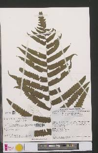 Diplazium welwitschii image