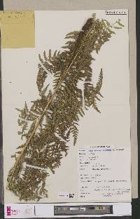 Dryopteris athamantica image