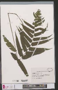 Diplazium welwitschii image