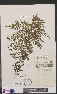 Dryopteris athamantica image