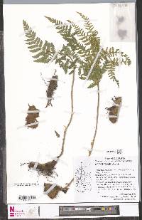 Dryopteris inaequalis image