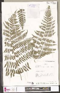 Dryopteris inaequalis image