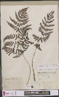 Dryopteris dilatata image