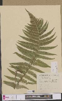 Dryopteris borreri image