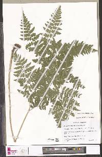 Dryopteris inaequalis image