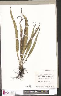 Lepisorus spicatus image