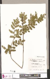 Osmunda hilsenbergii image