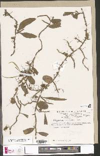 Microgramma lycopodioides image